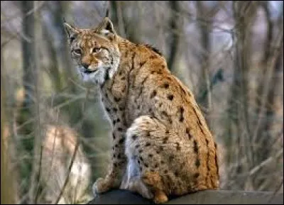 Quel est le nom scientifique du lynx ?