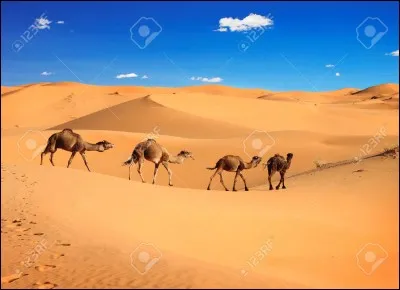 Complétez cette blague : Dans le désert, un grain de sable s'exclame "Oh non ! Je crois que nous sommes..."