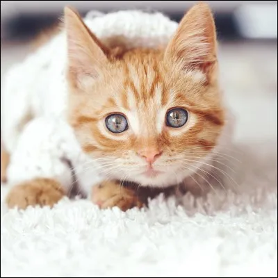 Et pour finir, quel est le point commun entre un chat et un homme (attention piège !) ?