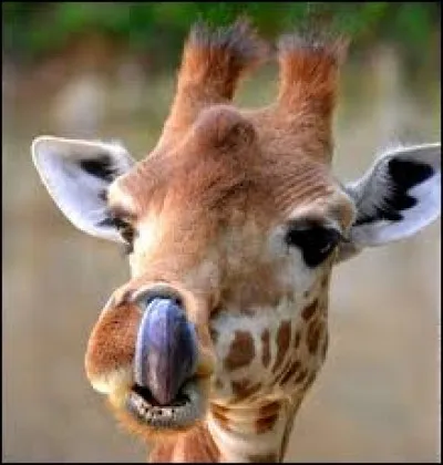 La langue de la girafe peut atteindre ses oreilles.