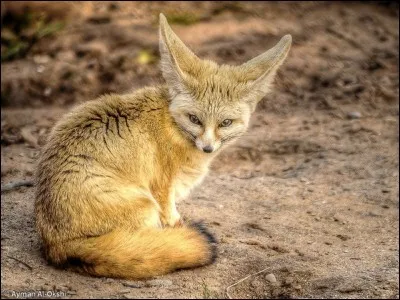 Quel est cet animal ?