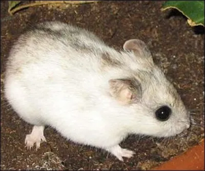 De quelle race est ce hamster ?