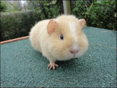 Quelle est cette race de cochons d'inde ?