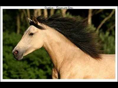 Quelle est la robe de ce cheval ?