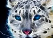 Quiz Expressions avec les animaux !