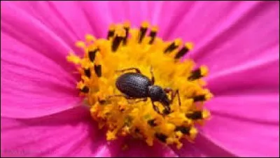 Quel animal cherche-t-on lorsqu'on cherche la moindre petite faille ?