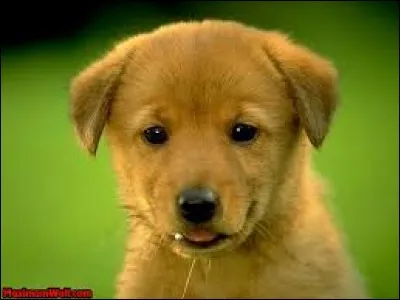 Vous arrivez en bouleversant un équilibre déjà fragile tout comme le ferait un chien dans :