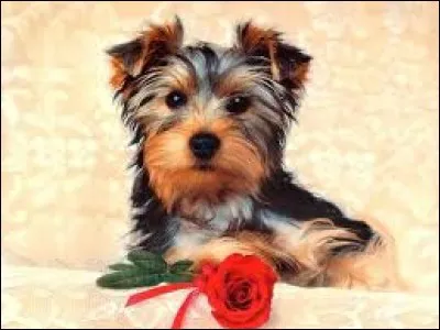 Si vous êtes d'une humeur de chien :