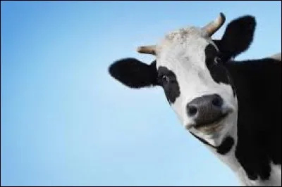 À l'image de quelle vache parle-t-on parfois ?