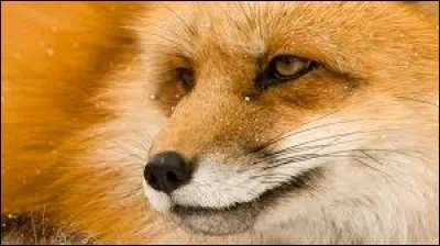 Quel adjectif associe-t-on au renard ?