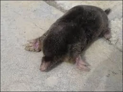 Comme quoi peut-on être myope ?