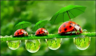 Quel animal a-t-on parfois au plafond ?