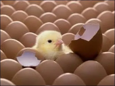 Quand a-t-on la chair de poule ?