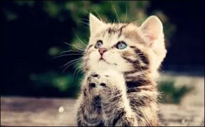 Si vous avez d'autres chats à fouetter :