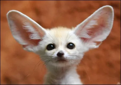 Cet animal avec des longues oreilles est aussi appelé renard des sables.