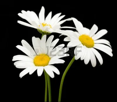 Quelle lettre faut-il enlever du nom de cette jolie fleur que l'on effeuille, pour pouvoir lire le mot désignant l'oiseau qui part passer l'hiver loin de son habitat ?