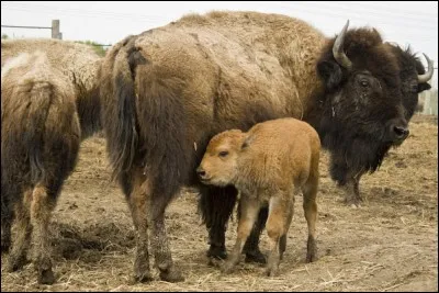 Il suffit d'ajouter une lettre au nom de ce bovidé femelle et de mélanger un peu pour pouvoir écrire le nom de la capitale du Portugal. Laquelle ?