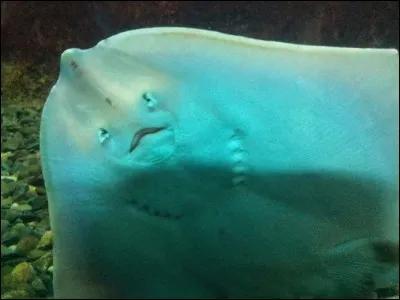 Quelle lettre est en trop dans le nom de ce poisson, pour écrire ce qui est défini comme "colère des anciens" pour un cruciverbiste ?