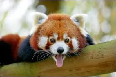 Quel est ton animal préféré ?