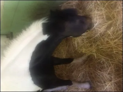 Comment qualifie-t-on un cheval à deux couleurs ?