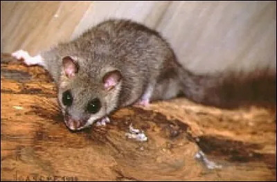 Quel est cet animal connu pour dormir beaucoup ?