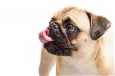 Ce petit (...) sent une bonne odeur de gâteau.