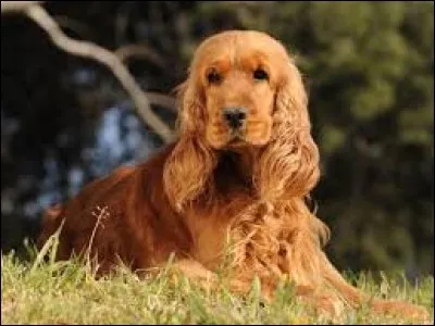 A quel chien de dessins animés, ce petit cocker vous fait-il penser ?