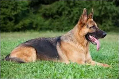 Quel est ce chien (souvent dressé pour collaborer avec la police) ?