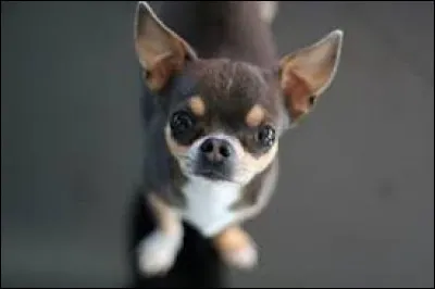 De quelle race nous provient ce petit chien dit "luxueux" ?