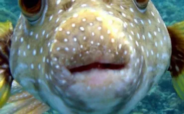 Quiz Aquariophilie