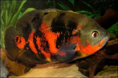 Quel ph faut-il pour un oscar ?