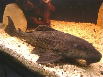 Quel est ce poisson ?