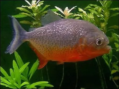 Quelle est la taille du piranha adulte ?