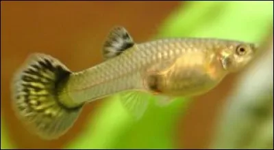Quel est le ratio mâles/femelles chez le guppy ?