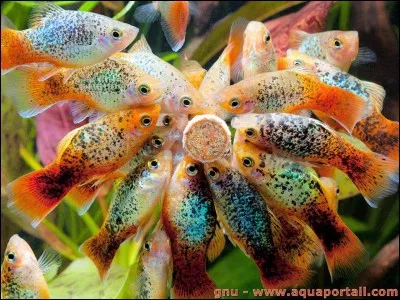 Dans un bac filtré et bien planté d'au moins 6 mois, les poissons peuvent jeûner pendant :