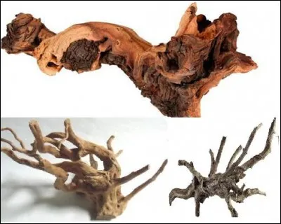 Quelle racine ne peut-on pas mettre dans nos bacs ?