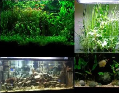Un bac dit "low tech" est un aquarium :