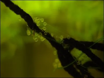 Lequel de ces poissons est ovipare ?