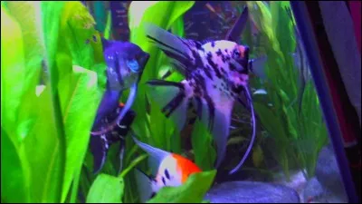 2 scalaires mâles maintenus dans un bac de 400 litres communautaire bien planté, c'est :