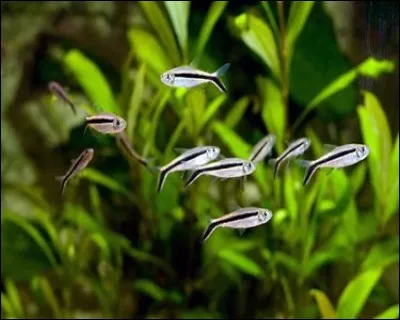 Les poissons de la photo sont des :