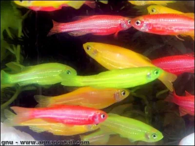 Les poissons de la photo sont des :