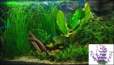 Quels sont les avantages que l'on a quand on met de vraies plantes plutôt que des artificielles ?