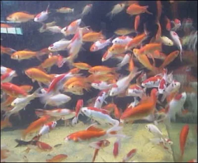 Pour choisir sa population, il faut :