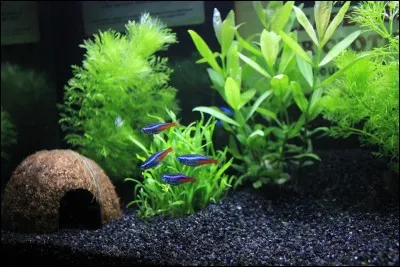 Quels êtres vivants peut-on mettre dans son aquarium dès sa mise en eau ?