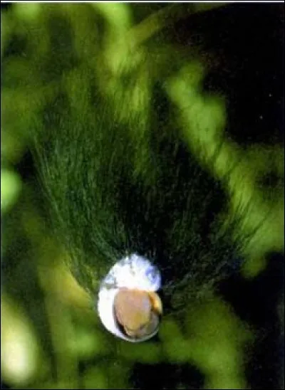 Laquelle de ces affirmations est fausse ?