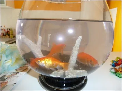 Pour bien maintenir un poisson rouge commun, il faut :