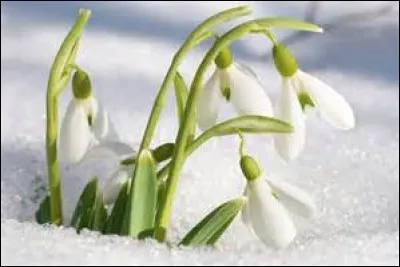 Comment s'appelle cette fleur qui ne craint pas la neige ?