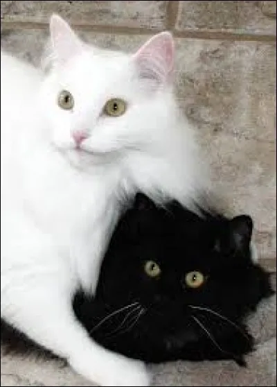 Quelle est la couleur du chat qui d'après une célèbre superstition porte malheur ?