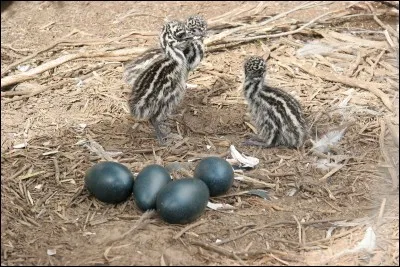 Si je vous dis : « Fuit les dingos », vous répondez :