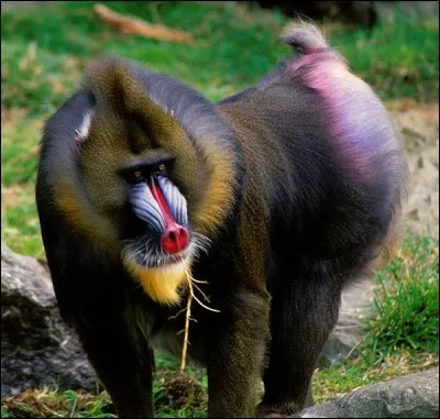 Quel est ce singe ?